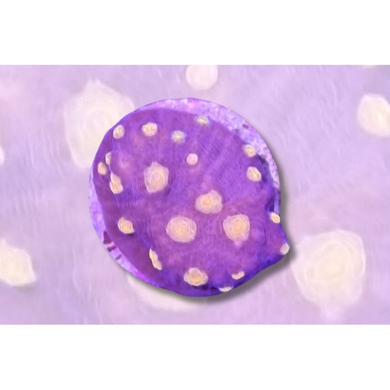 Mycedium robokaki Corps violet, Yeux saumon 2-3 cm