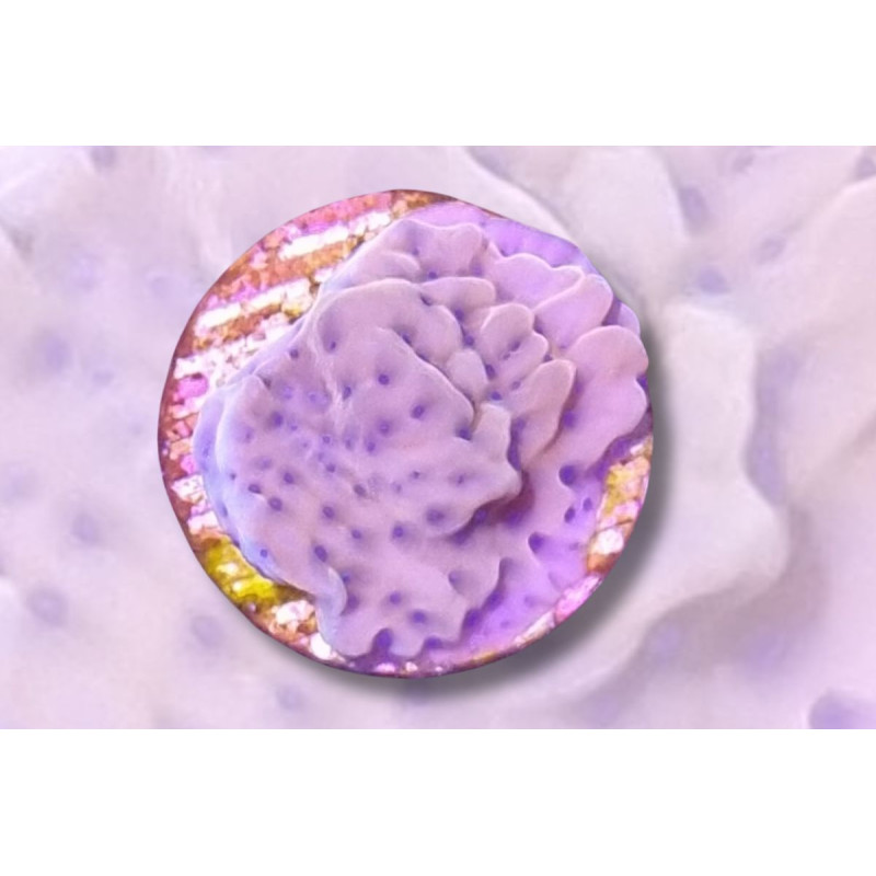 Montipora danae Brain Freeze 2-3 cm Montipora danae Brain Freeze 2-3 cm