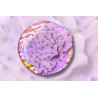 Montipora danae Brain Freeze 2-3 cm