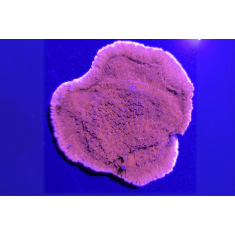Montipora foliosa Rouge 4-5 cm Montipora foliosa Rouge 4-5 cm