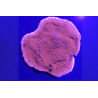 Montipora foliosa Rouge 4-5 cm