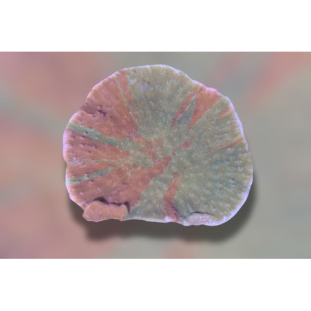 Montipora foliosa "Crafted" vert et rouge 2-3 cm