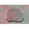 Montipora foliosa "Crafted" vert et rouge 2-3 cm