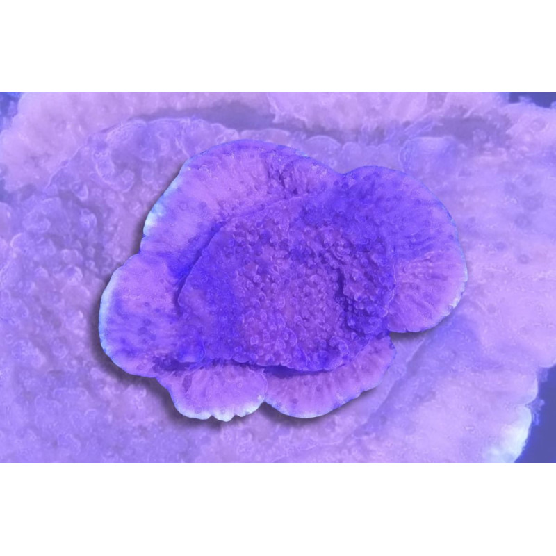 Montipora foliosa "Crafted" rouge et violet 2-4 cm Montipora foliosa "Crafted" rouge et violet 2-4 cm