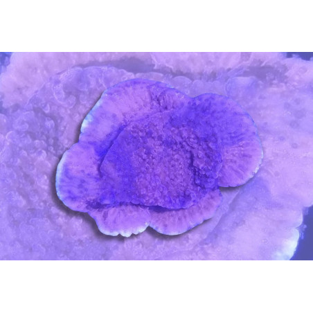 Montipora foliosa "Crafted" rouge et violet 2-4 cm
