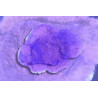 Montipora foliosa "Crafted" rouge et violet 2-4 cm