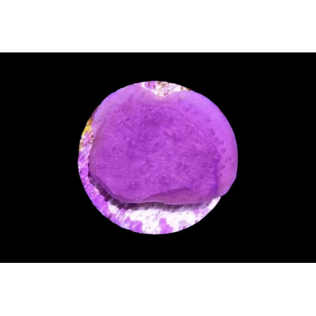 Montipora foliosa violet 2-4 cm