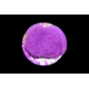 Montipora foliosa violet 2-4 cm