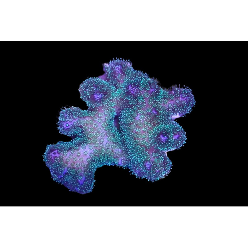 Pocillopora damicornis Bicolor (Rose-Vert) 3-5 cm