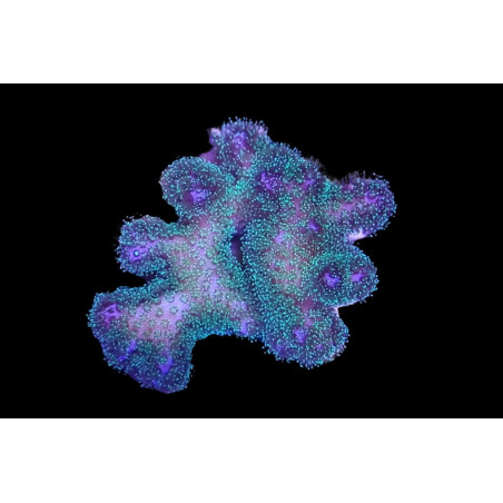 Pocillopora damicornis Bicolor (Rose-Vert) 3-5 cm