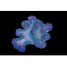 Pocillopora damicornis Bicolor (Rose-Vert) 3-5 cm