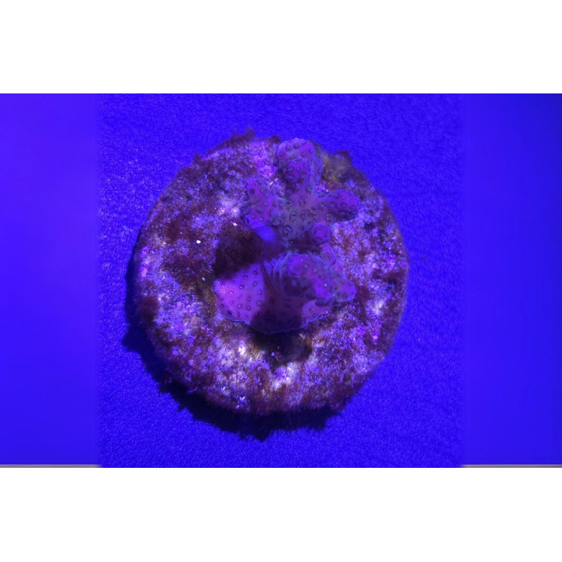 Pocillopora verrucosa Rose 2-3 cm Pocillopora verrucosa Rose 2-3 cm