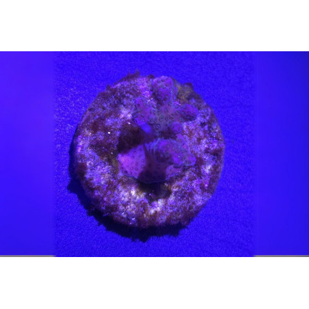 Pocillopora verrucosa Rose 2-3 cm