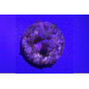 Pocillopora verrucosa Rose 2-3 cm