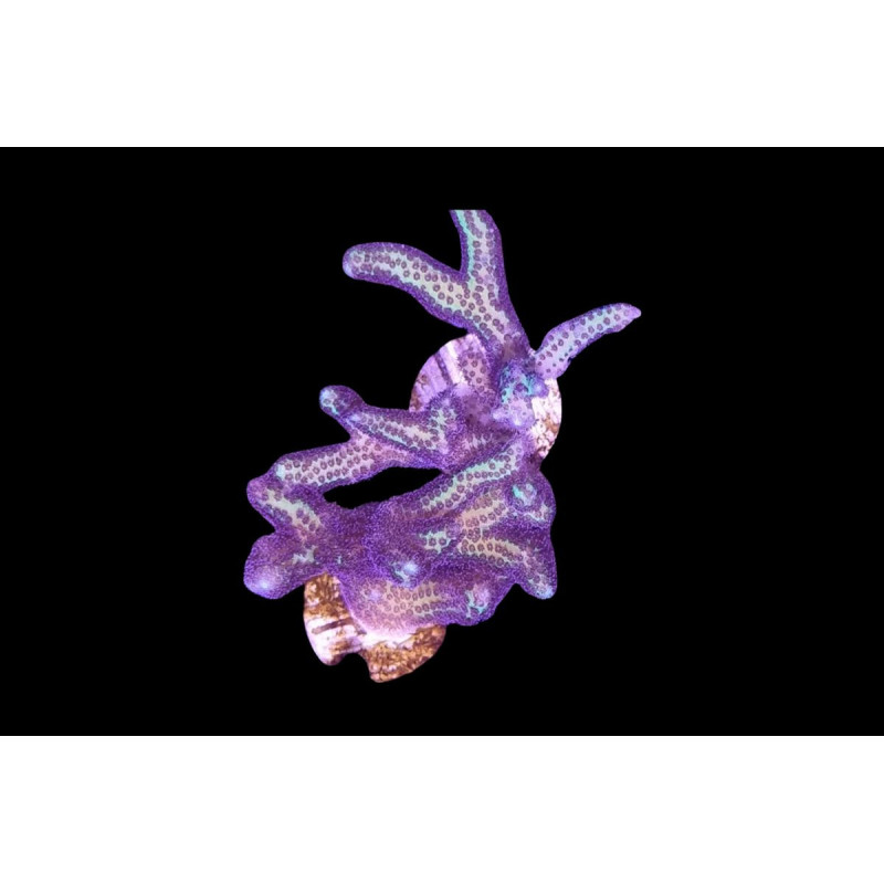 Seriatopora histrix Bird of Paradise 4-6 cm