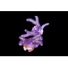 Seriatopora histrix Bird of Paradise 4-6 cm