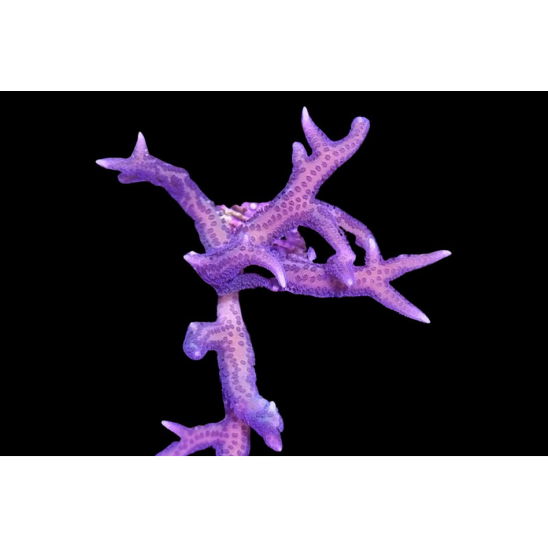 Seriatopora histrix Rose 4-6 cm Seriatopora histrix Rose 4-6 cm