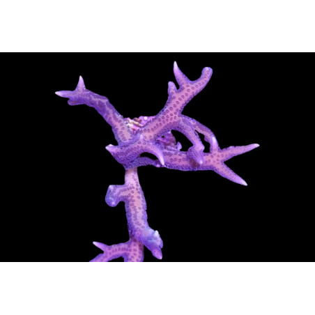 Seriatopora histrix Rose 4-6 cm