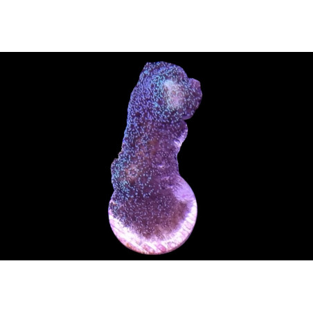 Stylophora pistillata Milka polypes bleu-vert 4-6 cm