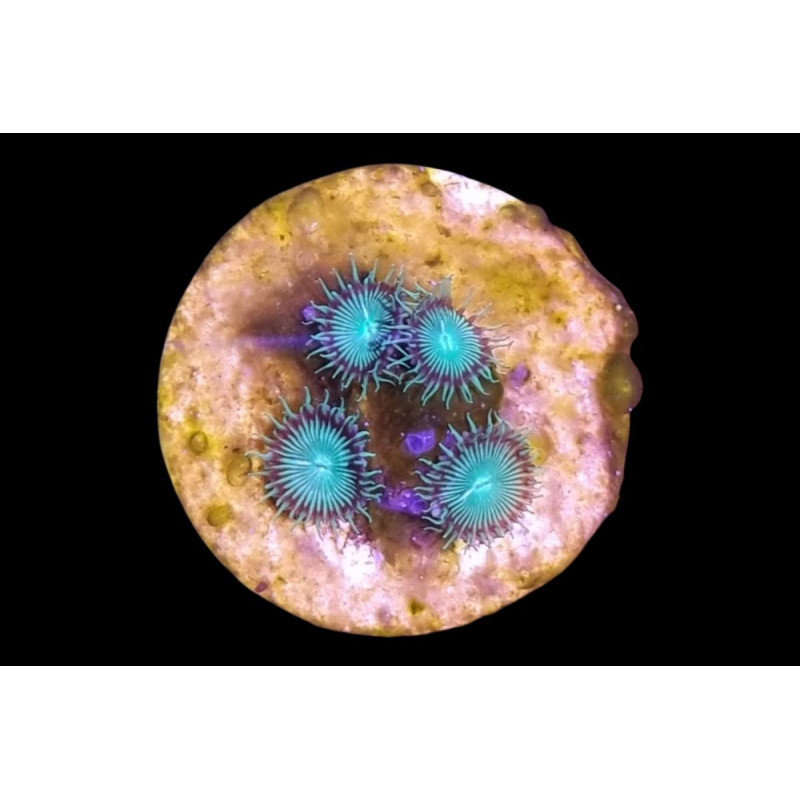 Protopalythoa sp. Nuclear Green 4-6 pol. Protopalythoa sp. Nuclear Green 4-6 pol.