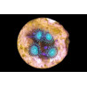 Protopalythoa sp. Nuclear Green 4-6 pol.