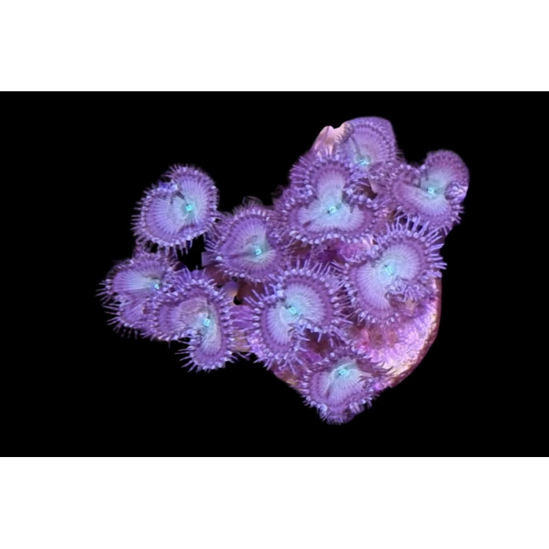 Palythoa sp. Gris-Vert 8-12 polypes