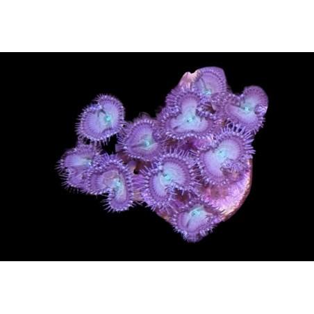 Palythoa sp. Gris-Vert 8-12 polypes