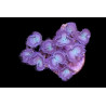 Palythoa sp. Gris-Vert 8-12 polypes