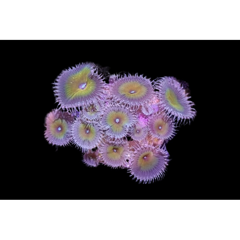 Palythoa sp. "Nuclear Death" 6-8 polypes Palythoa sp. "Nuclear Death" 6-8 polypes