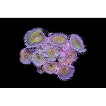 Palythoa sp. "Nuclear Death" 6-8 polypes