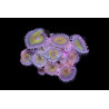 Palythoa sp. "Nuclear Death" 6-8 polypes