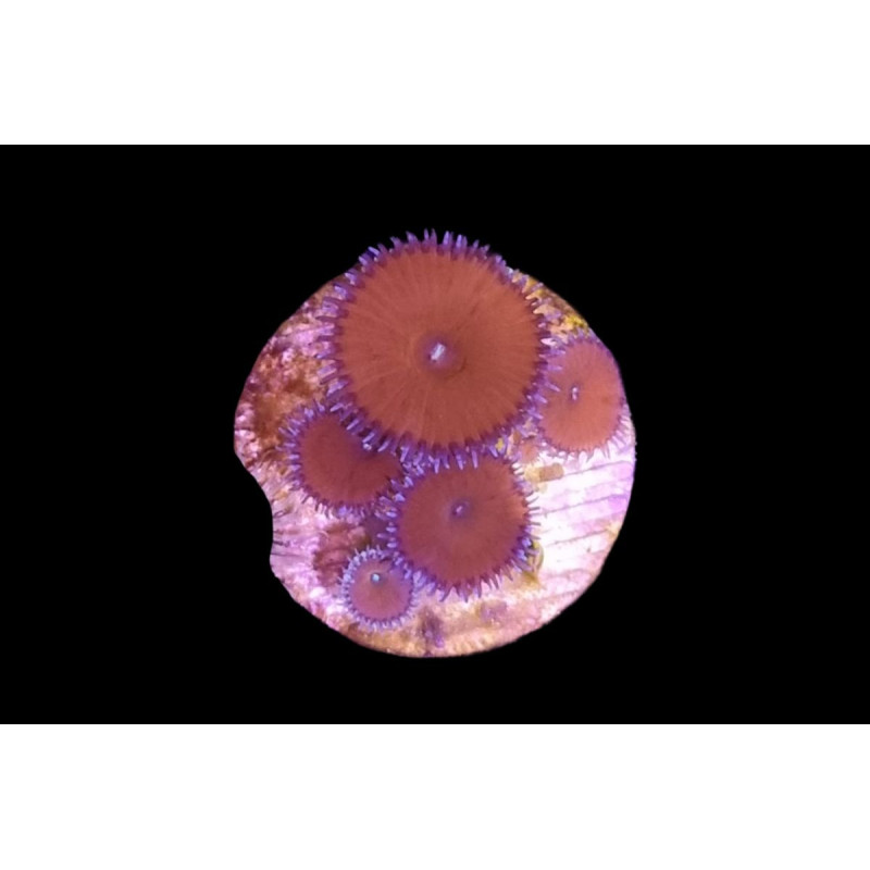 Palythoa sp. "Red Death" 3-5 polypes