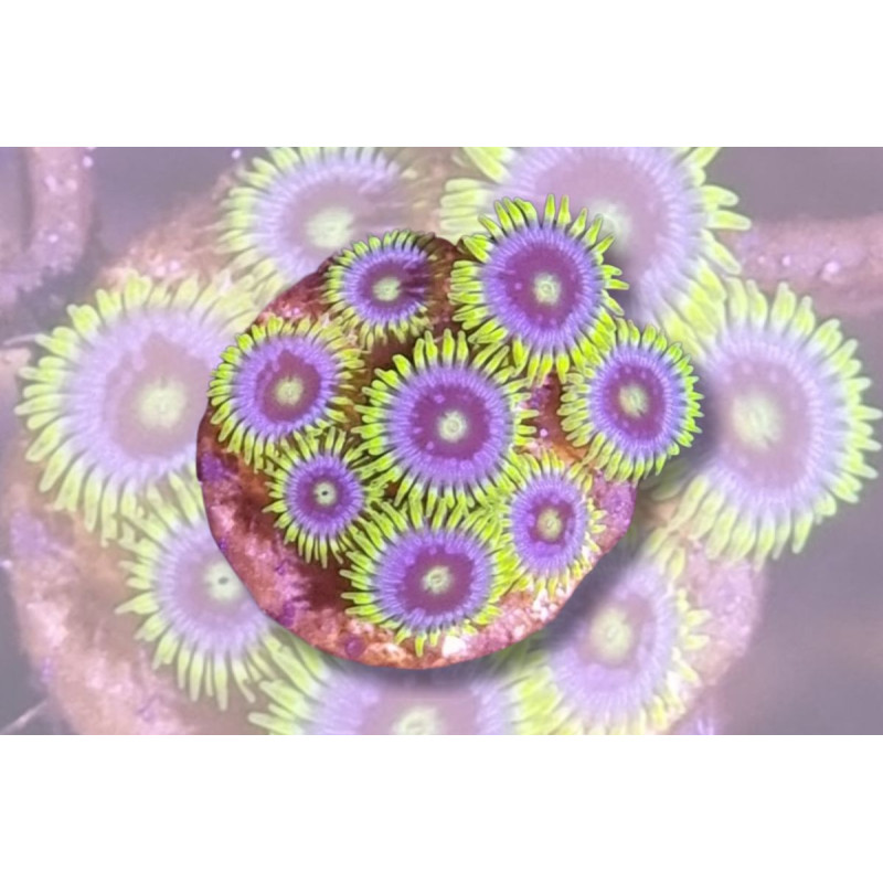 Zoanthus sp. Blue Pop 4-6 pol.