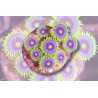 Zoanthus sp. Blue Pop 4-6 pol.
