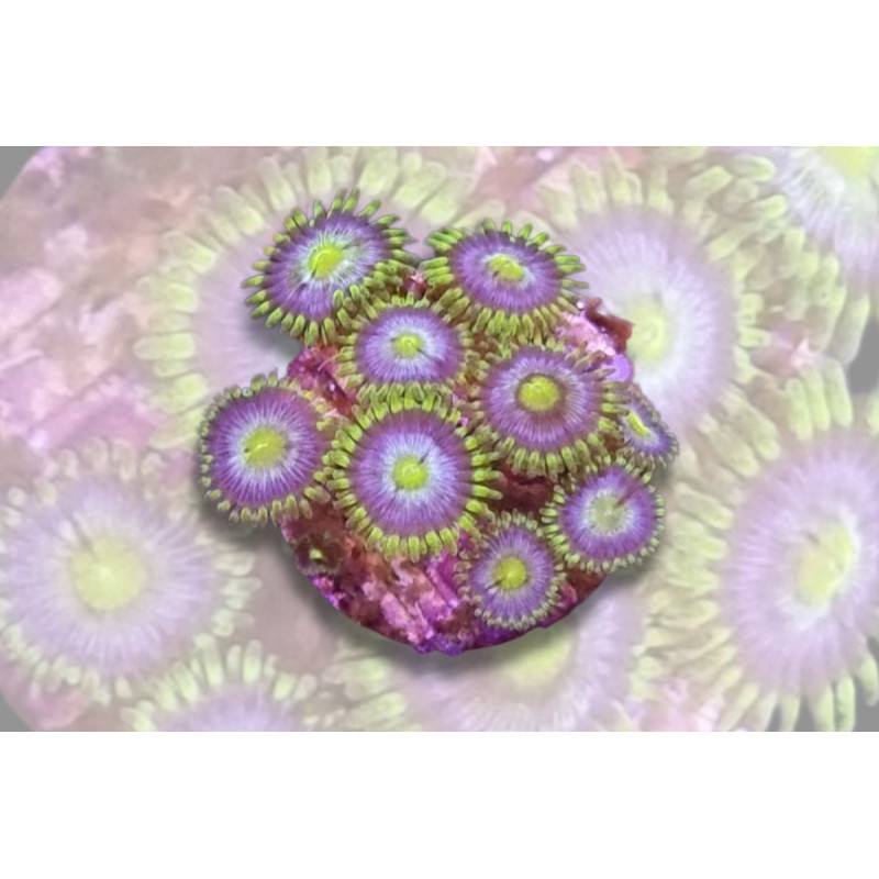 Zoanthus sp. Blue Pop Reverse 4-6 pol. Zoanthus sp. Blue Pop Reverse 4-6 pol.