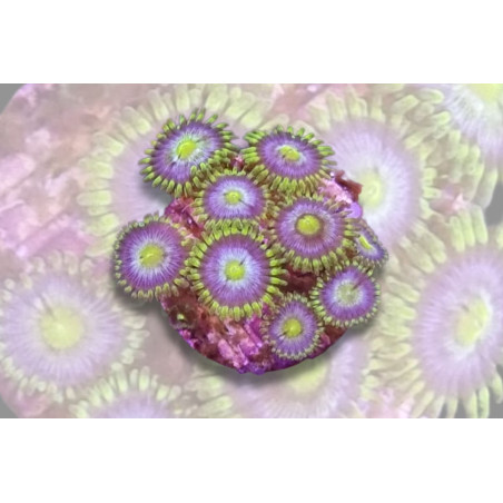 Zoanthus sp. Blue Pop Reverse 4-6 pol.