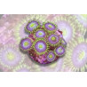 Zoanthus sp. Blue Pop Reverse 4-6 pol.