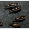 Hyphessobrycon herbertaxelrodi (Néon noir) 2,5 cm
