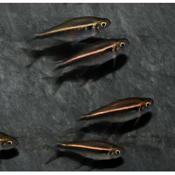 Hyphessobrycon herbertaxelrodi (Néon noir) 2 cm