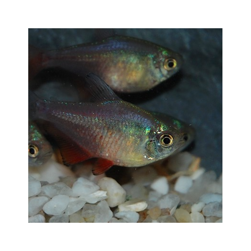 Hyphessobrycon flammeus (Tétra rouge - Tétra de Rio) 2,5 cm