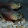 Hyphessobrycon flammeus (Tétra rouge - Tétra de Rio) 2,5 cm