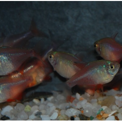 Hyphessobrycon flammeus (Tétra rouge - Tétra de Rio) 2,5 cm
