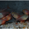 Hyphessobrycon flammeus (Tétra rouge - Tétra de Rio) 2,5 cm