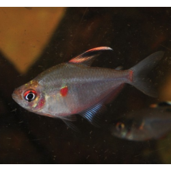 Hyphessobrycon erythrostigma (Coeur saignant) 3,5 cm (s)