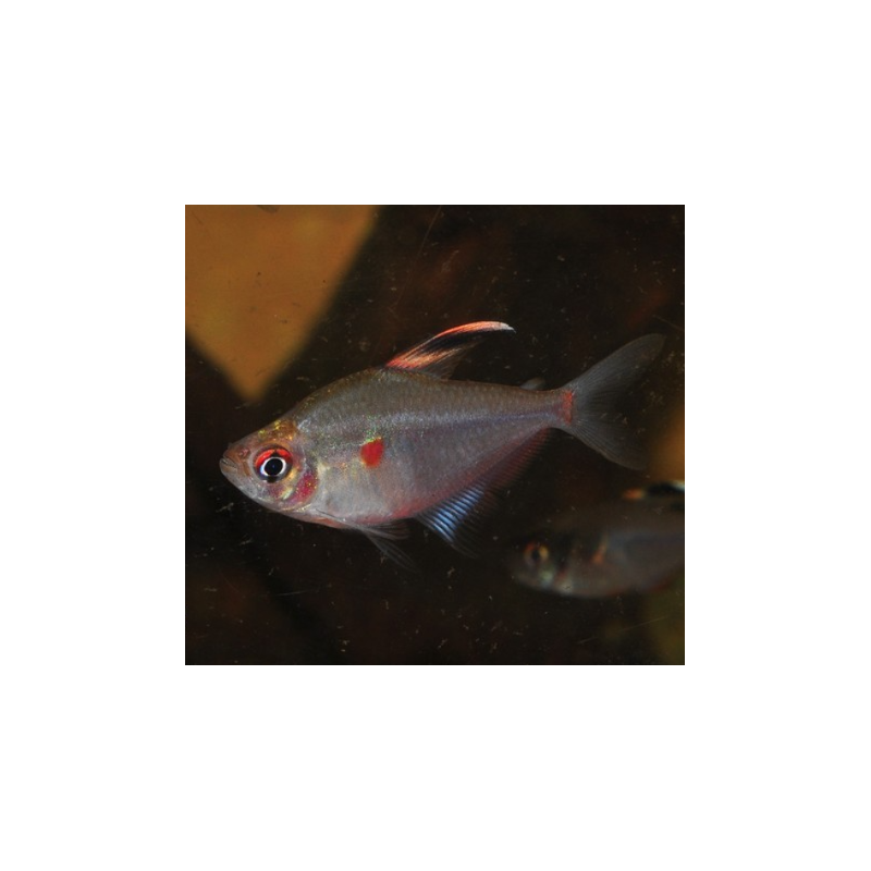 Hyphessobrycon erythrostigma (Coeur saignant) 3,5 cm (s)