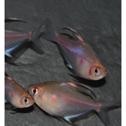 Hyphessobrycon erythrostigma (Coeur saignant) 3,5 cm (s)