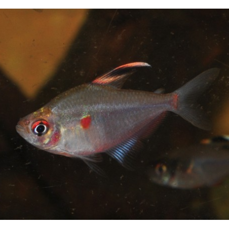 Hyphessobrycon erythrostigma (Coeur saignant) 3 cm (s)
