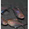 Hyphessobrycon erythrostigma (Coeur saignant) 3 cm (s)