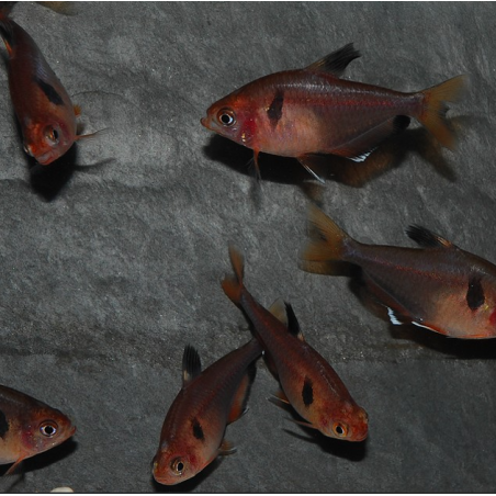 Hyphessobrycon eques (callistus - serpae) (Tétra sang) 3 cm