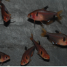 Hyphessobrycon eques (callistus - serpae) (Tétra sang) 3 cm